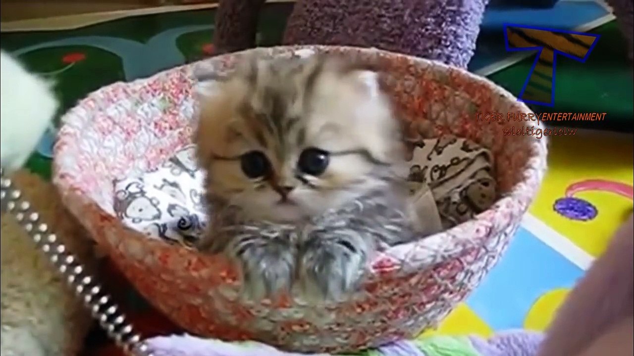 Cute kitten compilation