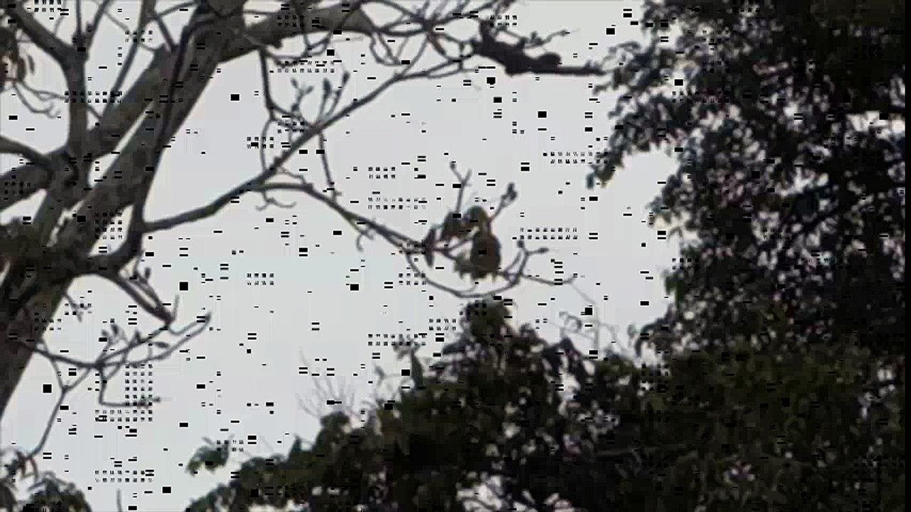 ear-rape for sloths