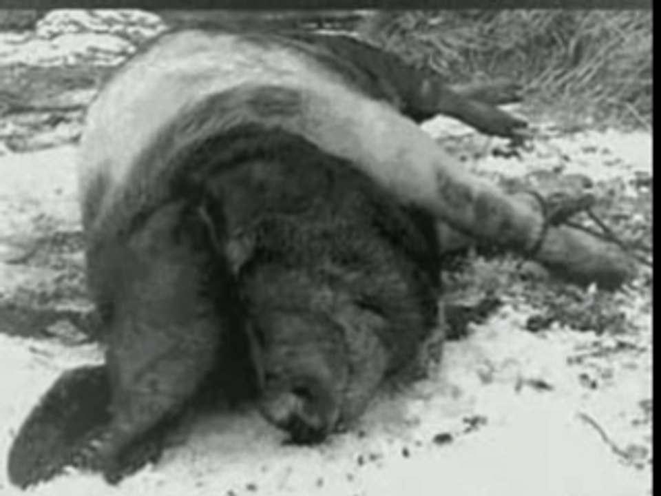 Death in June - All Pigs Must Die