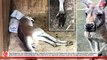 Kangaroo In Fuzhou Zoo China Killed By Stone-Hurling Visitors