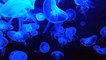 animal  blue jellyfish  bluefire jellyfish  fish  jellyfish  ocean  sea  underwater  water