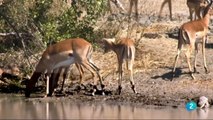 Documental Africa salvaje 2- La charca de los hipoptamos,ANIMALES  SALVAJES,AFRICA,naturaleza,animal