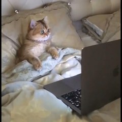 Sevimli Kedi Çizgi Filmin Tadını Çıkarıyor