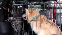 Meet Siberian Husky Ghost and Blue | Help us Help Huskies