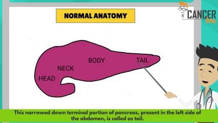 Pancreas anatomy explained by CancerBro