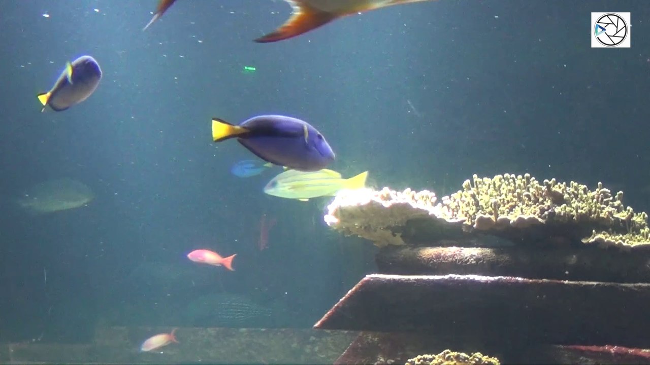 Nausicaá. Centre national de la mer