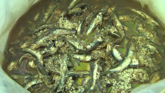 부산에선 멸치 축제, 울산에선 정원 축제 '북적' / YTN