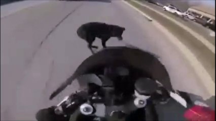 Скачать видео: Ce motard chute lourdement en essayant d'éviter un chien... Beau geste