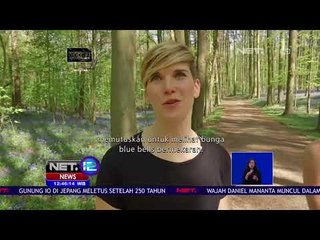 Wisata Bluebells di Hutan Hallerbos Belgia - NET 12