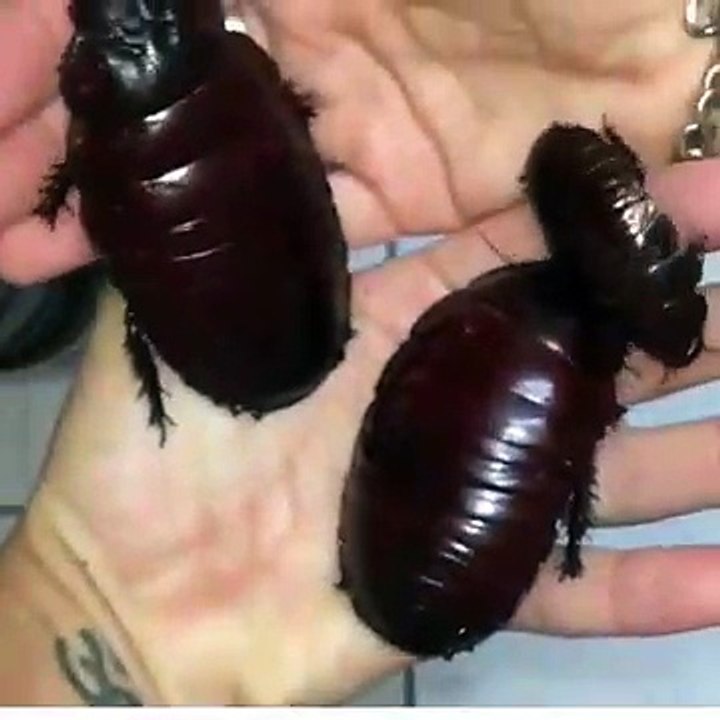 Un Australien trouve des cafards vraiment énormes dans sa maison