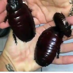 Un Australien trouve des cafards vraiment énormes dans sa maison