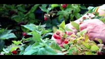 റാസ്‌ബെറി പിങ്ക് നിറത്തില്‍ കാണാന്‍ ഭംഗിയുള്ള ചെറിയതരം പഴമാണ്  Raspberries Farm | Ivision Ireland  Martin Varghese