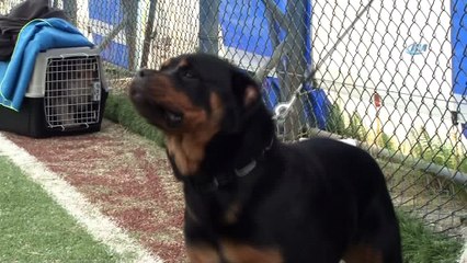 Trabzon’da uluslararası köpek ırkları yarışması