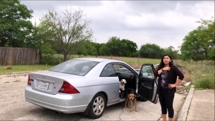 Une femme filmée en train d'abandonner ses 4 chiens va le regretter