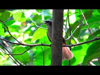 Environmentalists push for preservation of Arroceros Forest Park