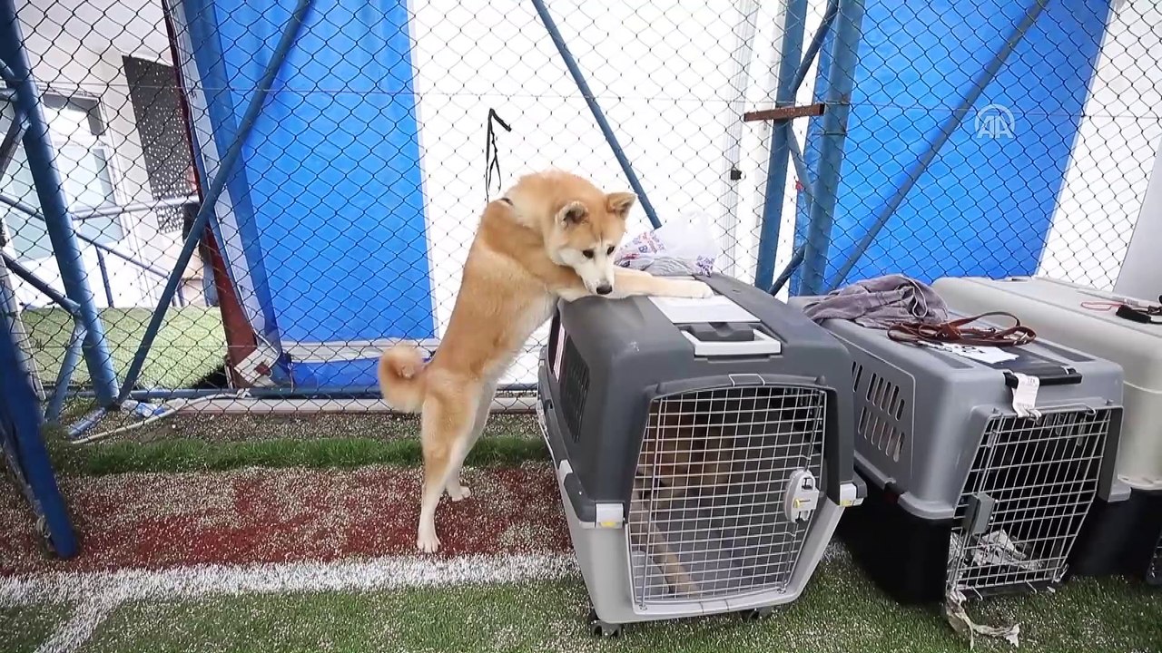 Uluslararası Irk Standartları Yarışması - TRABZON