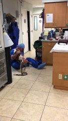 Cão com queimaduras graves tem reencontro emocionante com o veterinário que o tratou
