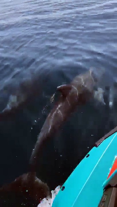Ensuès-la-Redonne : rencontre avec des dauphins lors d'une sortie en jet ski