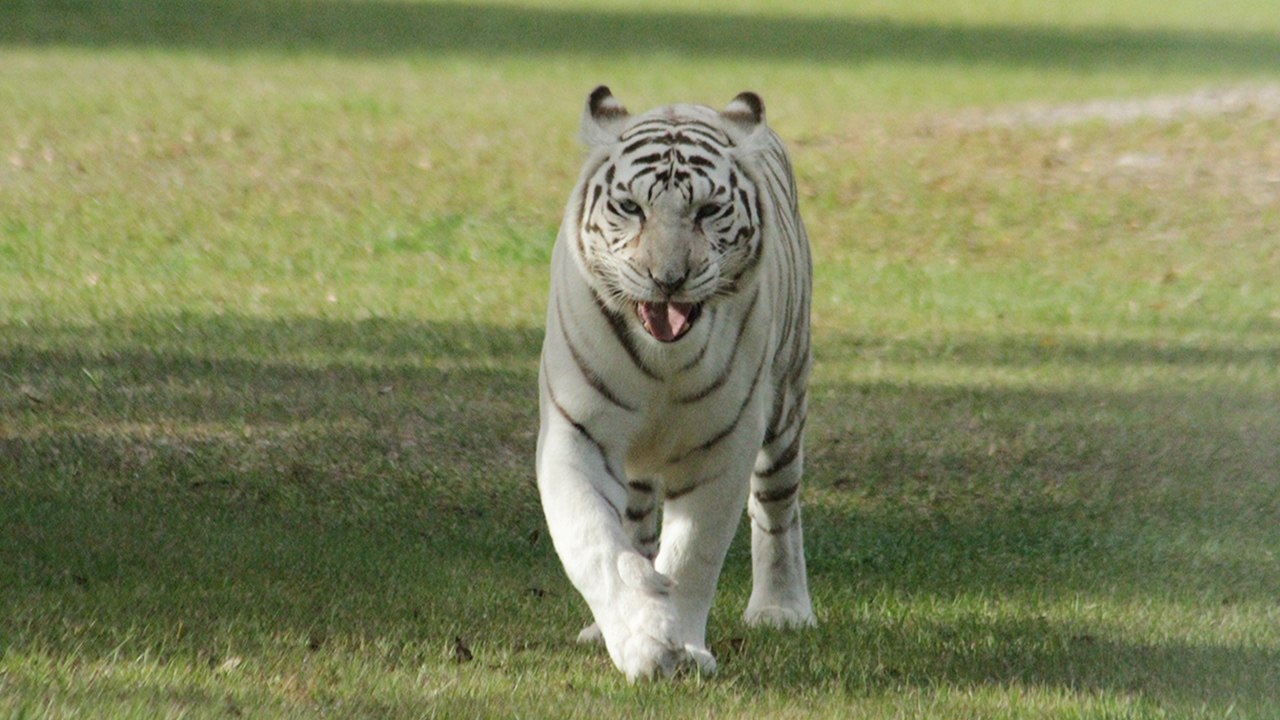 Tiger ROAR!!