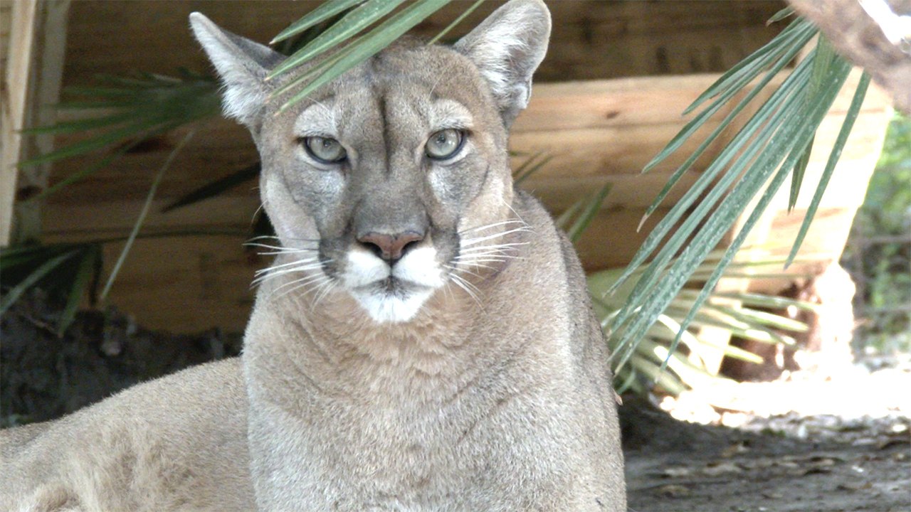 Cougars and Florida Panthers