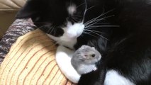 Adorable : ce chat prootège un hamster comme ses petits