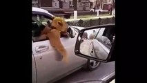 Russie : un automobiliste promène un lion sur le siège passager !
