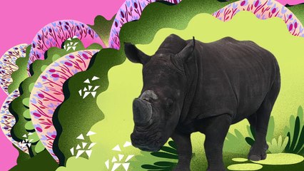 Animal Songs_ He's a Rhino, by StoryBots