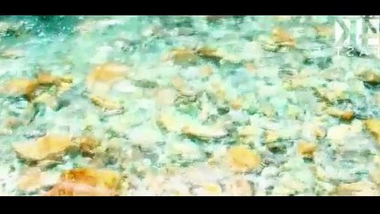 Feel The Beauty in 4K [4K ULTRA HD]