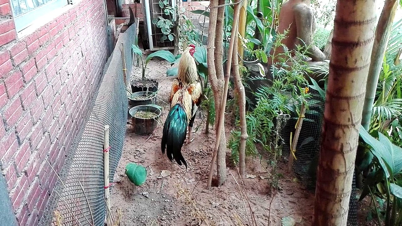 Real hero fighting cock winner 99 times never lost
