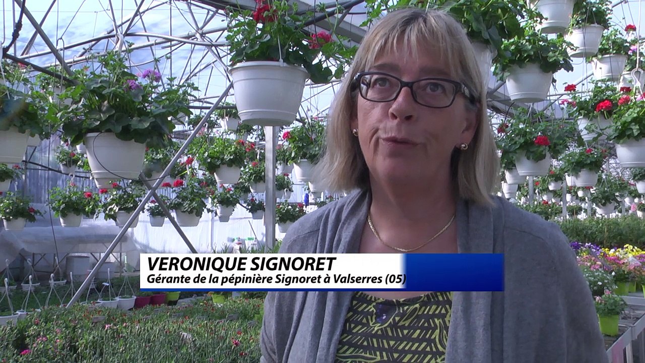 Hautes-Alpes : où en est le muguet juste avant le 1er mai ?