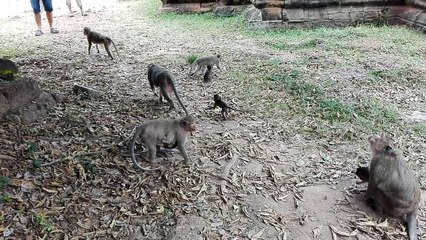 Family monkeys are outside Bayon Temple so pitiful