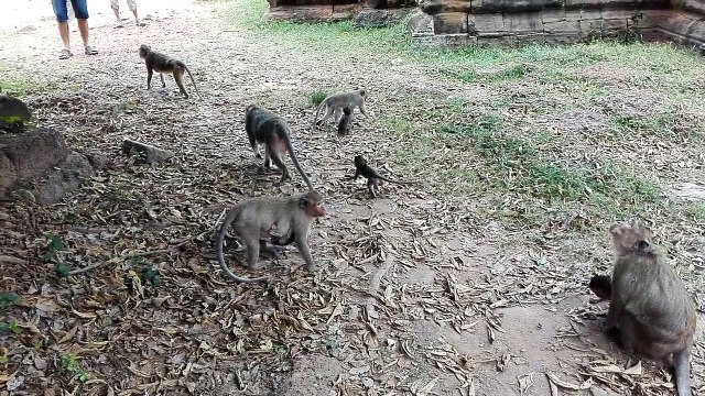 Family monkeys are outside Bayon Temple so pitiful