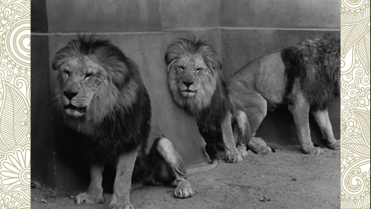 Saint Saëns: Carnival of the Animals - Royal March of the Lion (O'Doan Duo, Seattle Youth Orchestra)