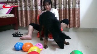 Lovely Girl Bath with Dog , Girl with a lovely dog in the bedroom & Feed baby dogs Part 13