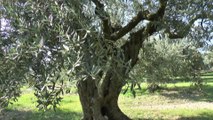 Alpes-de-Haute-Provence : la taille de l'olivier à Volx c'est sacré !