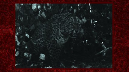 Bartók: Allegro barbaro, Sz. 49 (Simone Renzi, piano)