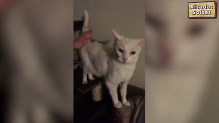 Gata adora receber palmadas no rabo