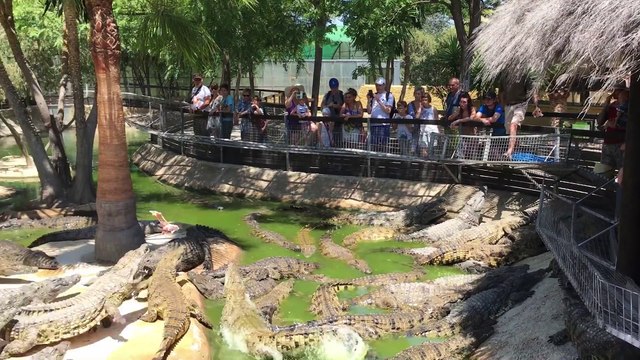 Ces 2 crocodiles vont montrer aux touristes leur technique du death roll et c'est impressionnant