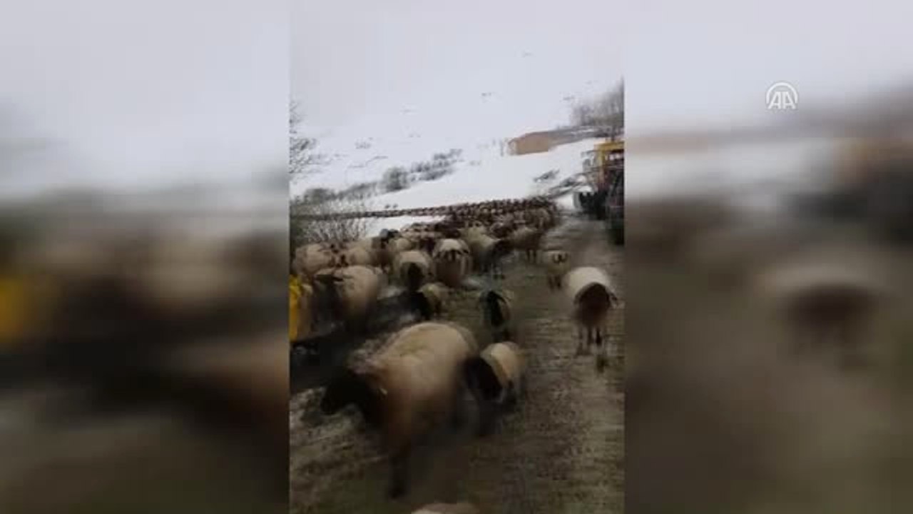 Dağda Mahsur Kalan Çoban ve Koyunlar Kurtarıldı