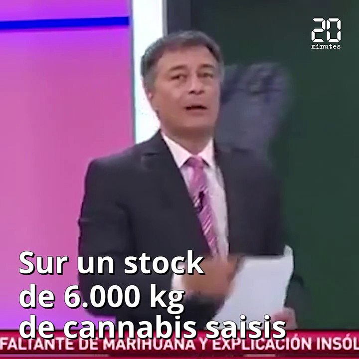 540kg de cannabis disparaissent, les policiers accusent les souris