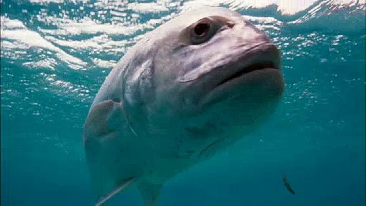 Regardez les images incroyables de ces poissons qui sortent hors de l'eau pour attraper des oiseaux en plein vol