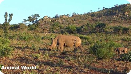 Most Amazing Wild Animal Attacks HD , Rhino vs Lion Fight