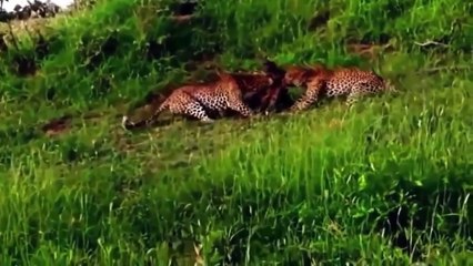 CRAZIEST Animal Fights Caught On Camera - Most Amazing Wild Animal Attacks