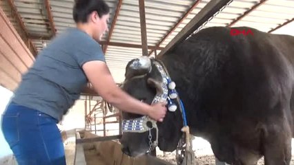 Muğla Kasap Eşi Rana Boğa Güreşi Tutkunu