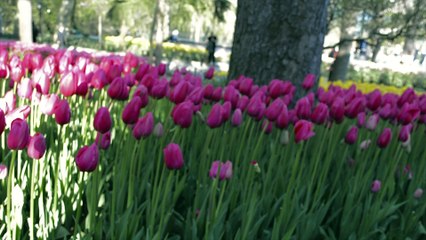 TULİPS SEASON İN İSTANBUL EMİRGAN PARK (LALE SEZONU)