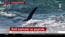 Katil balinalar av peşinde