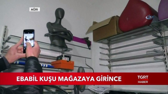Ebabil Kuşu Mağazaya Girince...