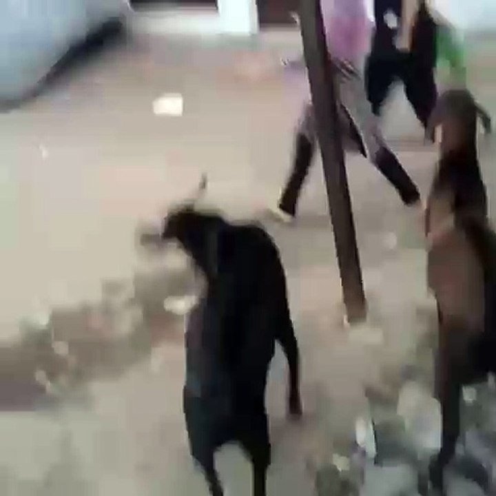 Goat attack on girls at street