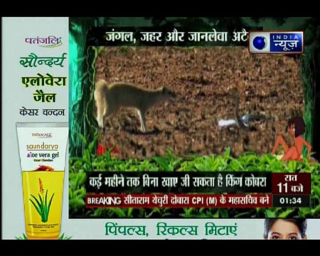 मोगली की दुनिया में किंग कोबरा, जंगल में जेहरली जंग