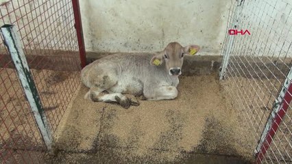 Samsun Buzağı Ölümlerini Önlemek İçin 'Buzağı Can Sütü' Projesi